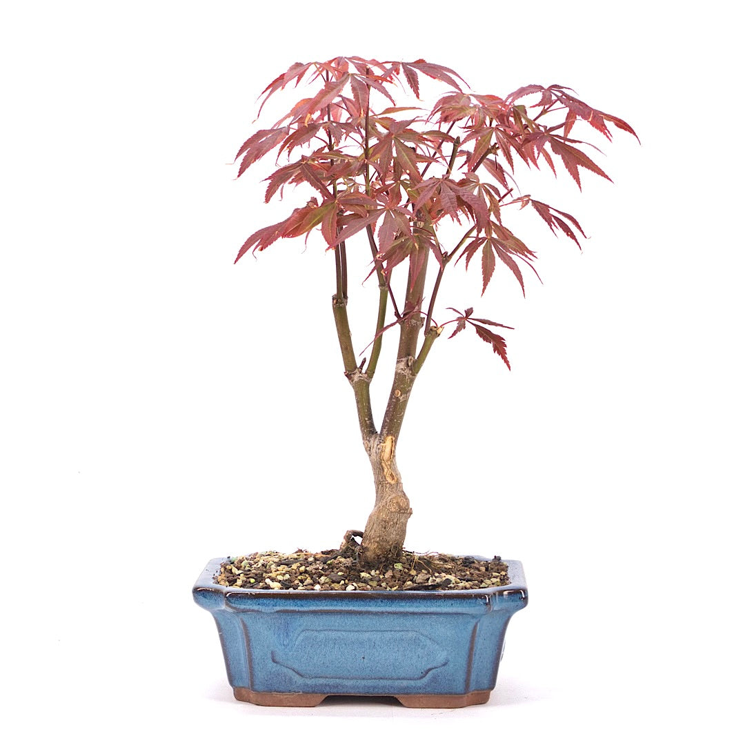 Fächer-Ahorn 'Acer palmatum 'Deshojo'